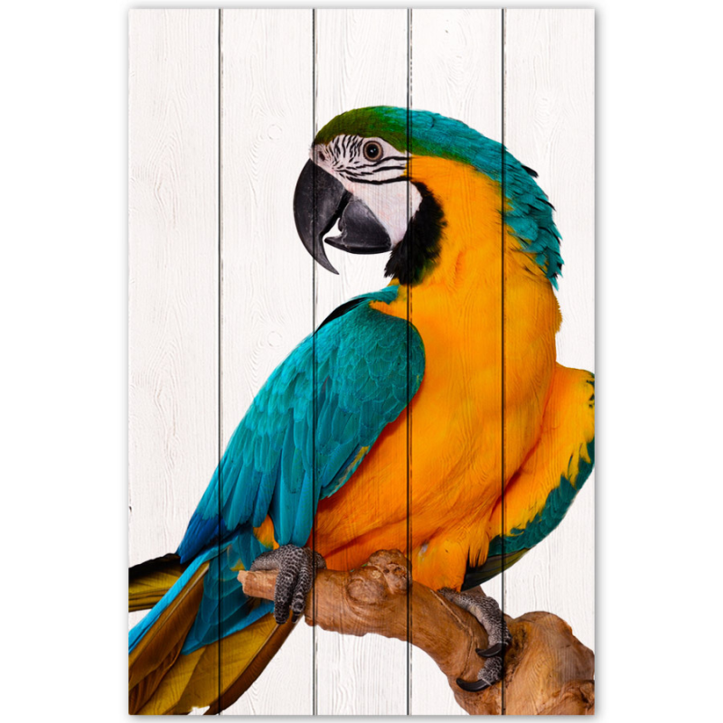 Попугай арара