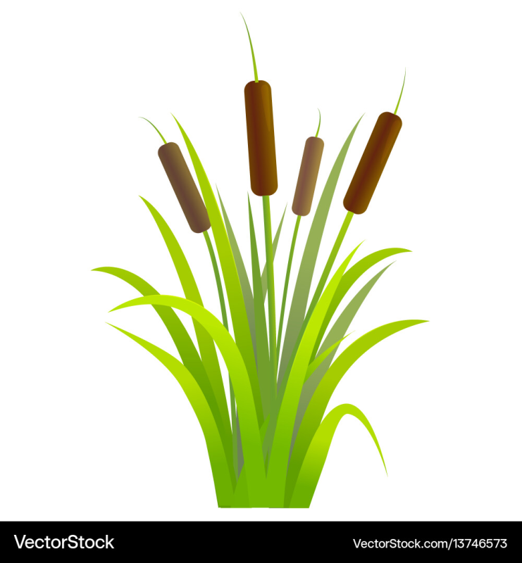 Камыш на белом фоне