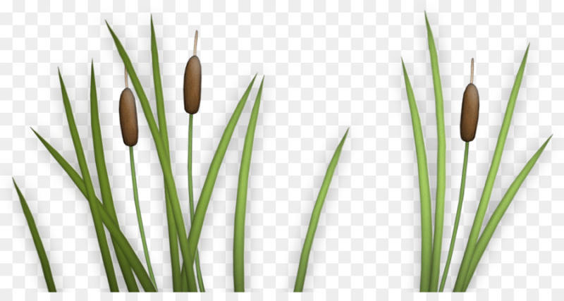 Камыши клипарт на прозрачном фоне