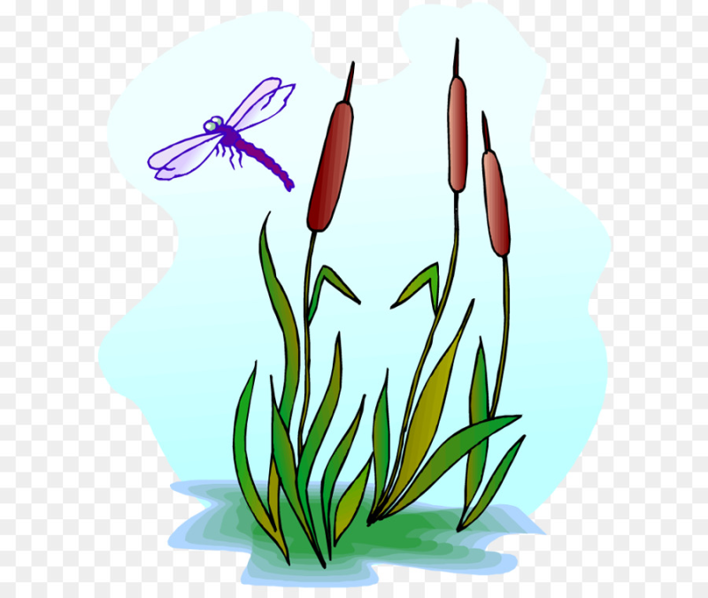 Камыш и рогоз рисунок