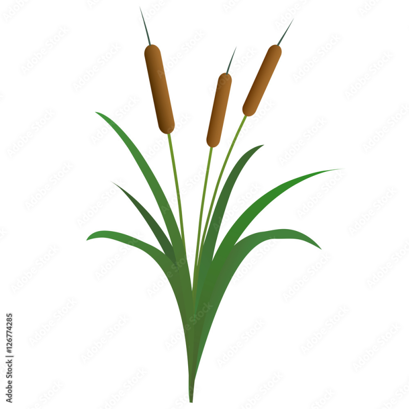 Камыш мультяшный