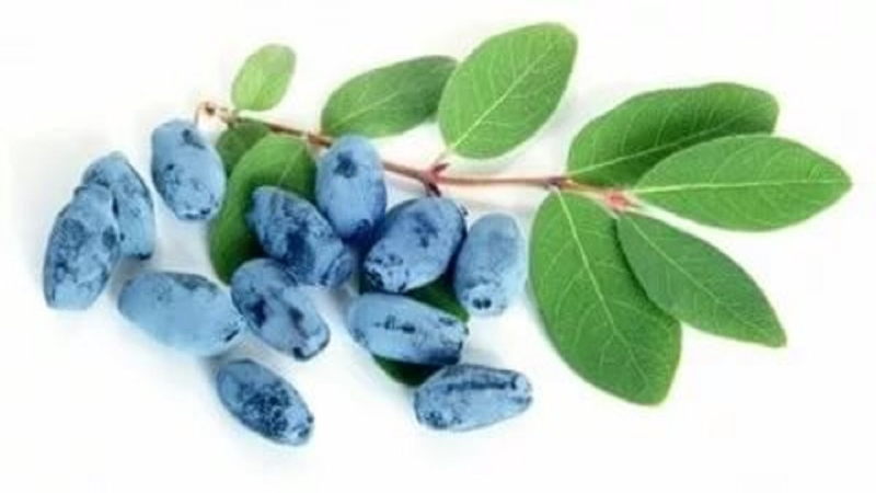 Жимолость куст