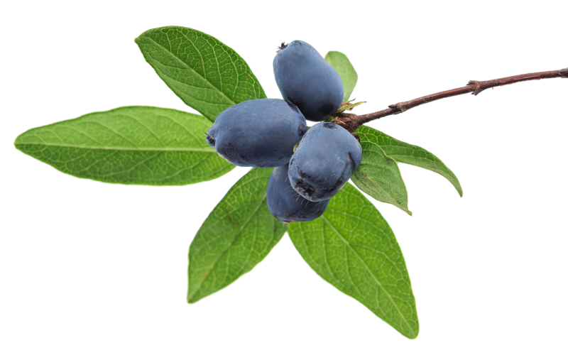 Жимолость Палласа