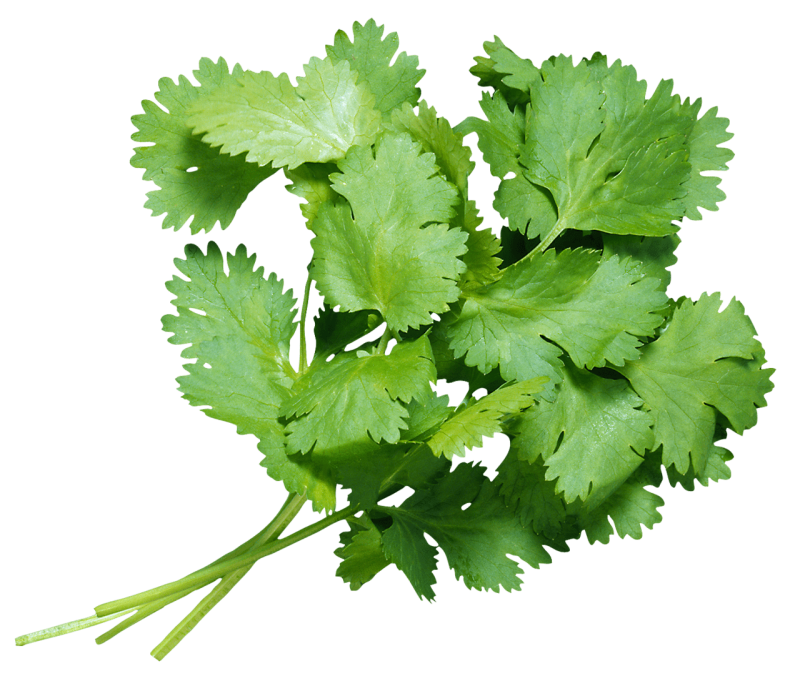 Кинза листик