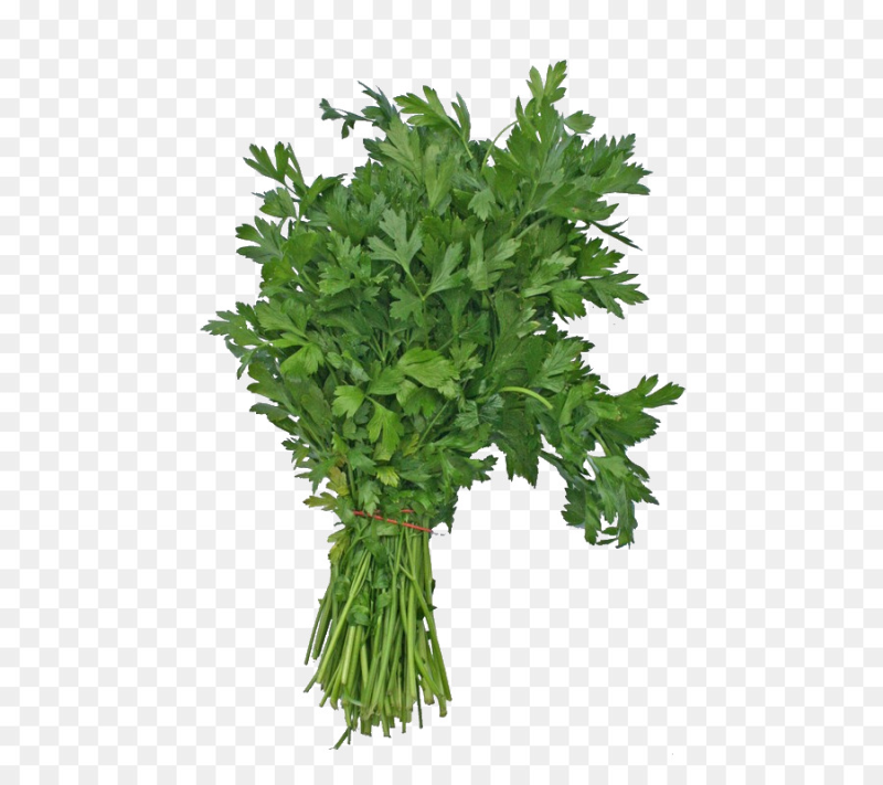 Пучок петрушки