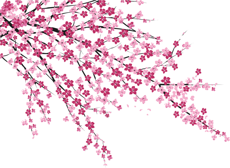 Сакура черри блоссом фон