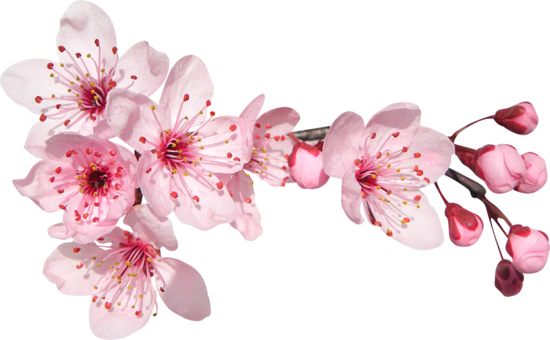 Ветка ампельная Сакура