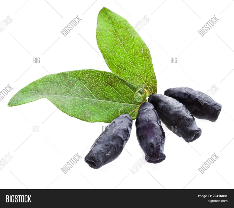 Жимолость ягоды на белом фоне