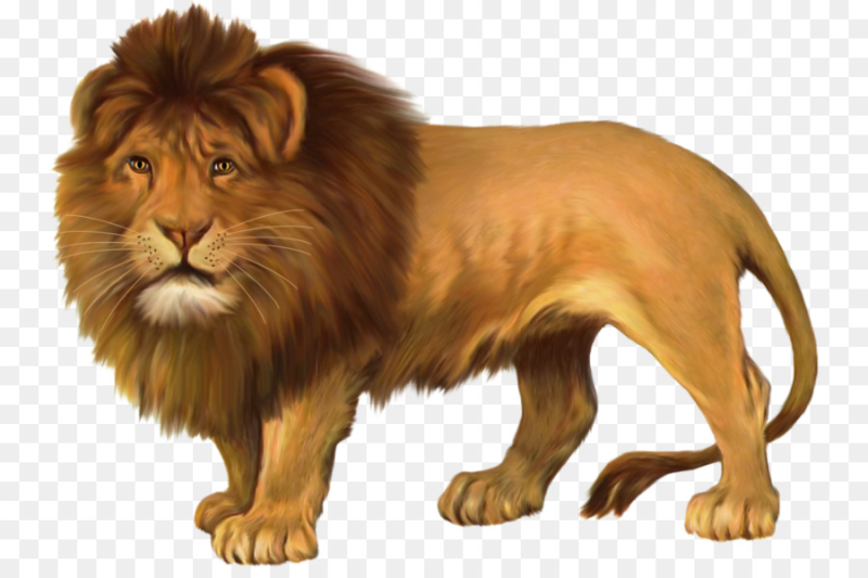 Лев рисунок