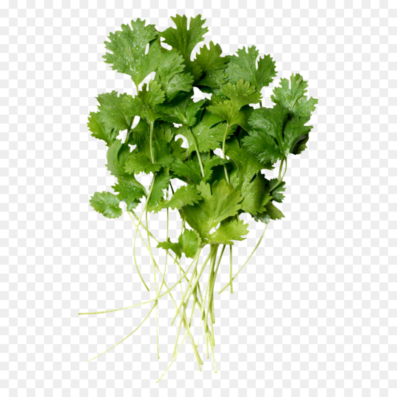 Зелень петрушка кинза