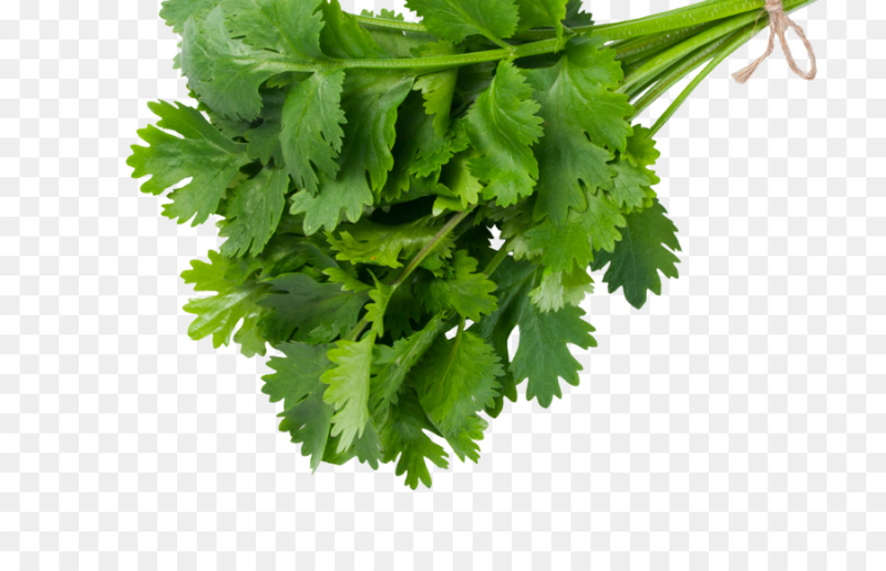 Зелень кинза (кориандр)