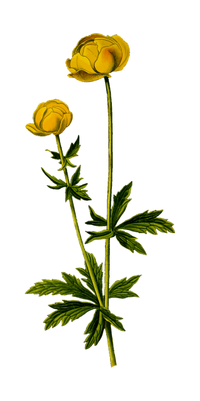 Купальница лютиковая