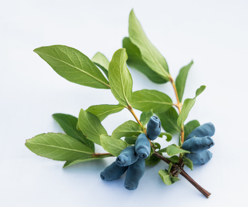 Жимолость ботаника