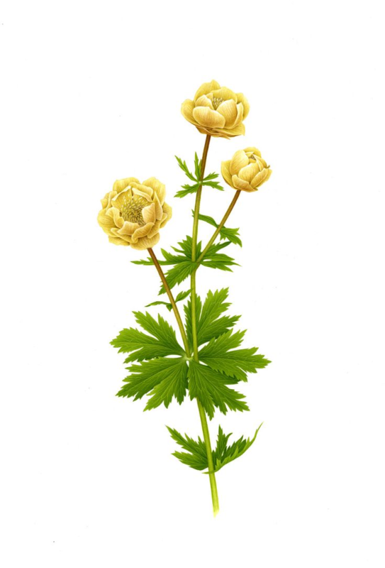 Купальница лютиковая