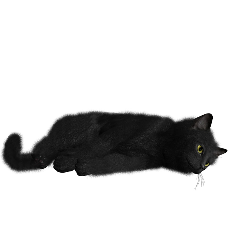 Кошка на белом фоне