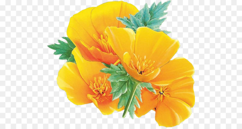 Оранжевые цветы на прозрачном фоне
