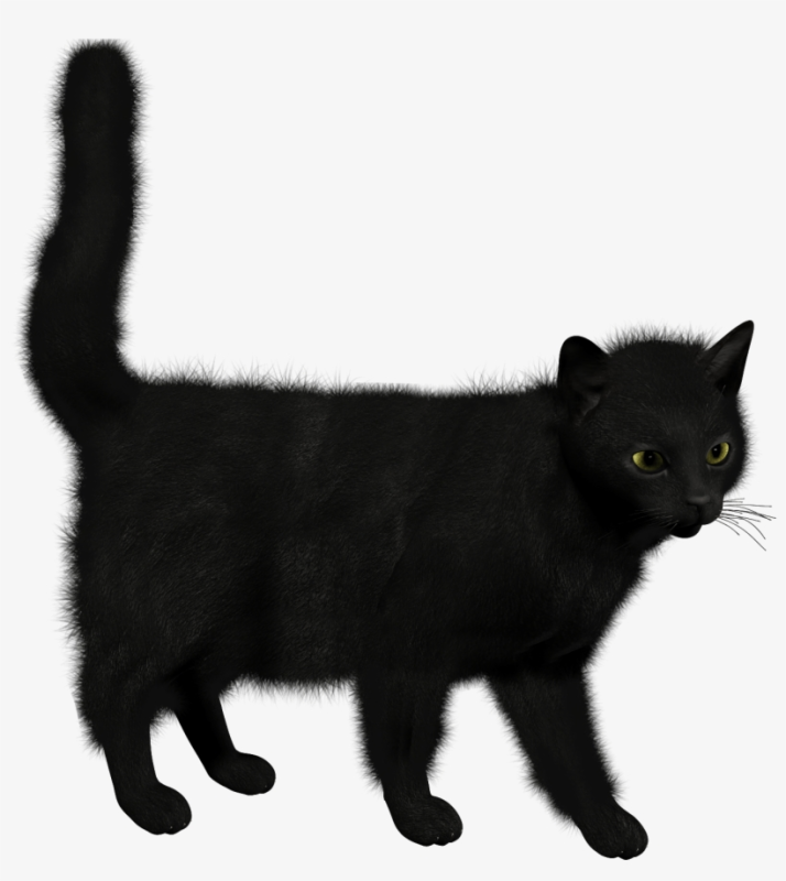 Кошка на прозрачном фоне