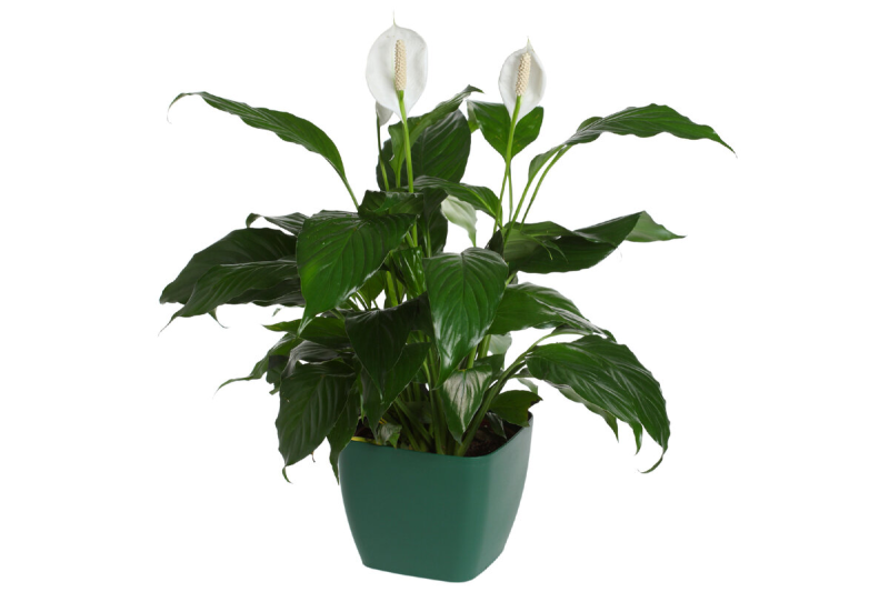 Спатифиллум Бенито