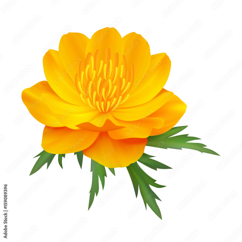 Купальница из бумаги