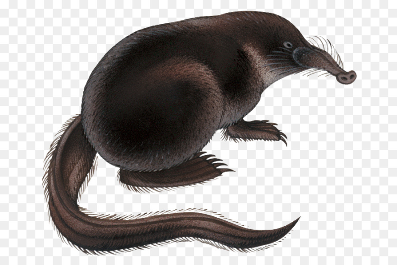 Русская выхухоль хвост