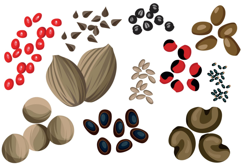 Семена зарисовка