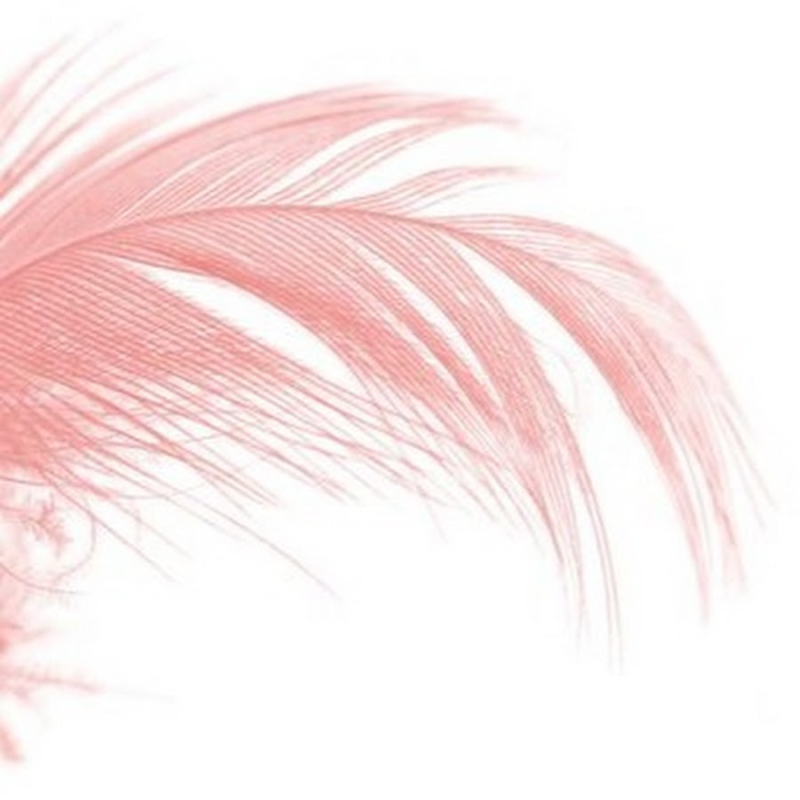 Розовое перышко