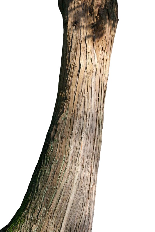 Ствол дерева