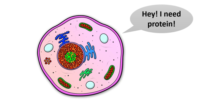 Рисунки в клетку