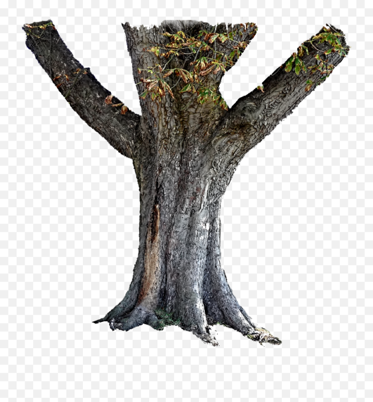 Дерево с широким стволом