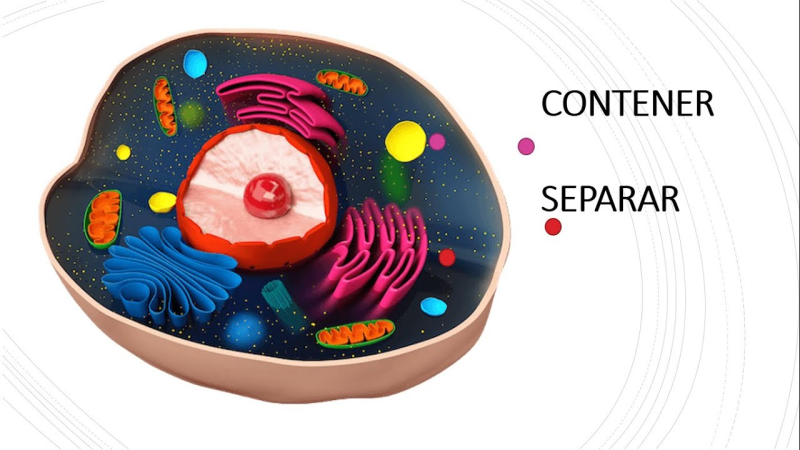 Клетка биология