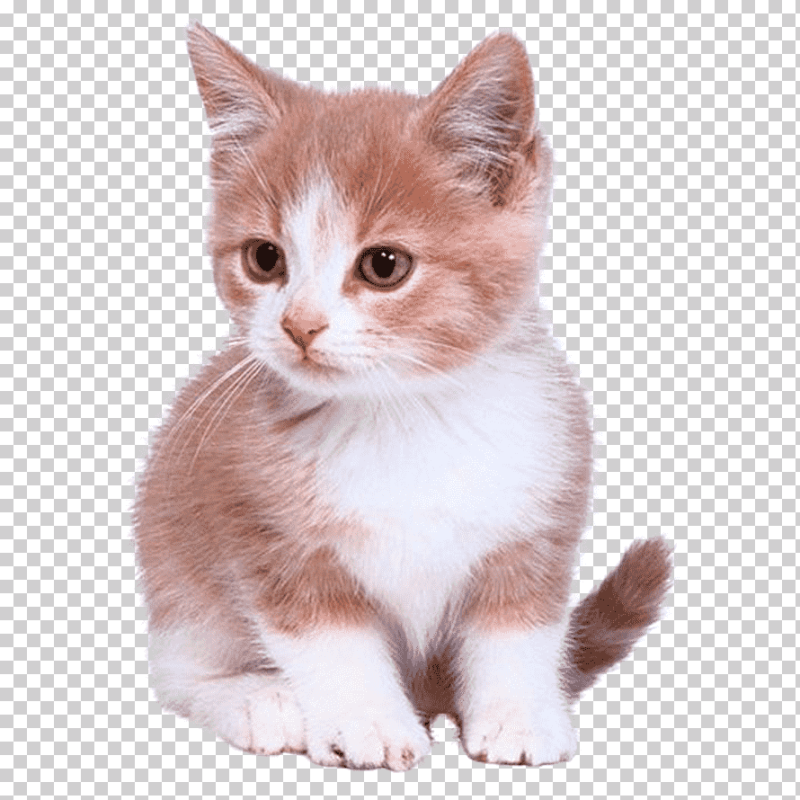 Кошка на прозрачном фоне