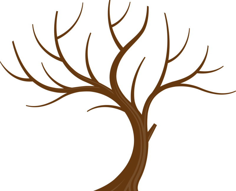 Ветка дерева