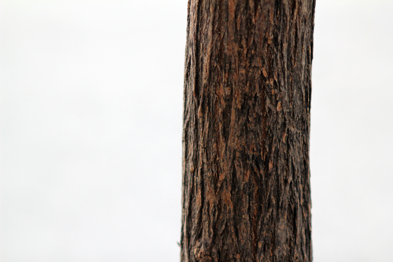 Ствол дерева вблизи