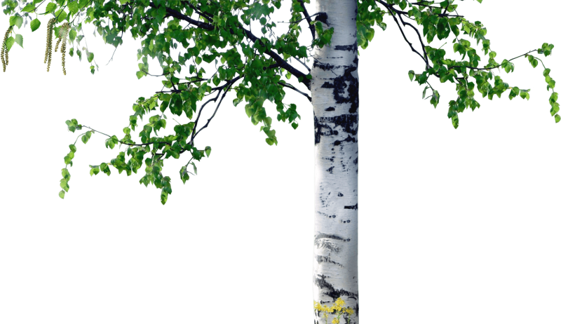 Береза на белом фоне