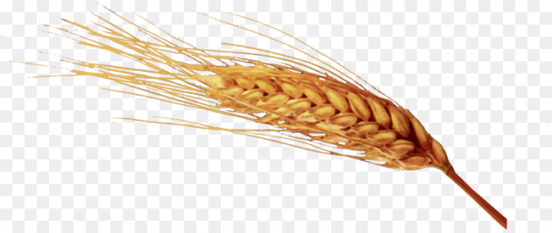 Колосья на прозрачном фоне