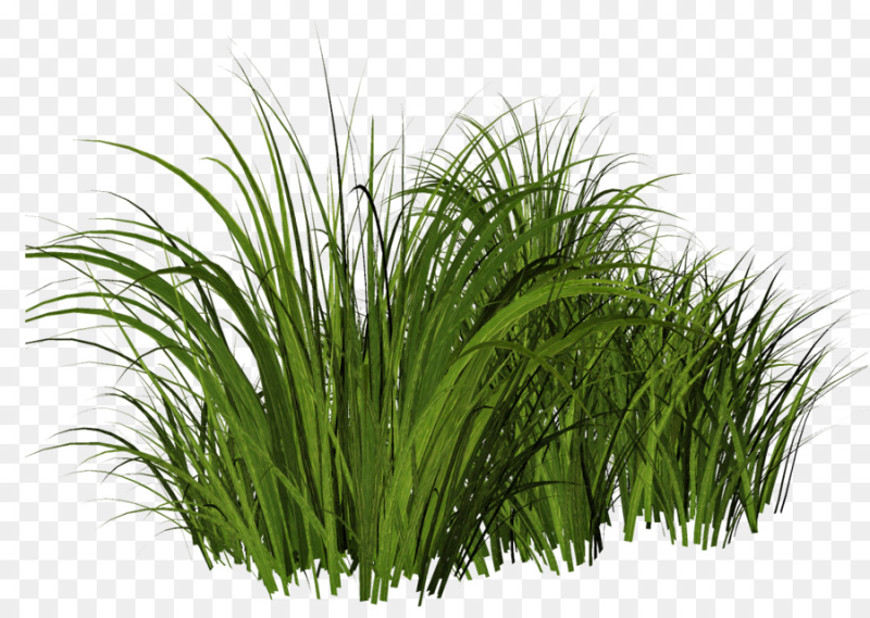 Куст травы Осока