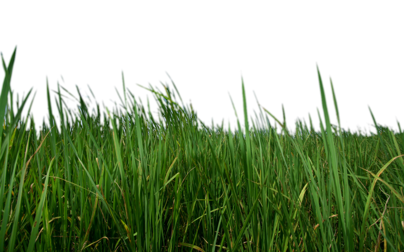 Трава на переднем плане