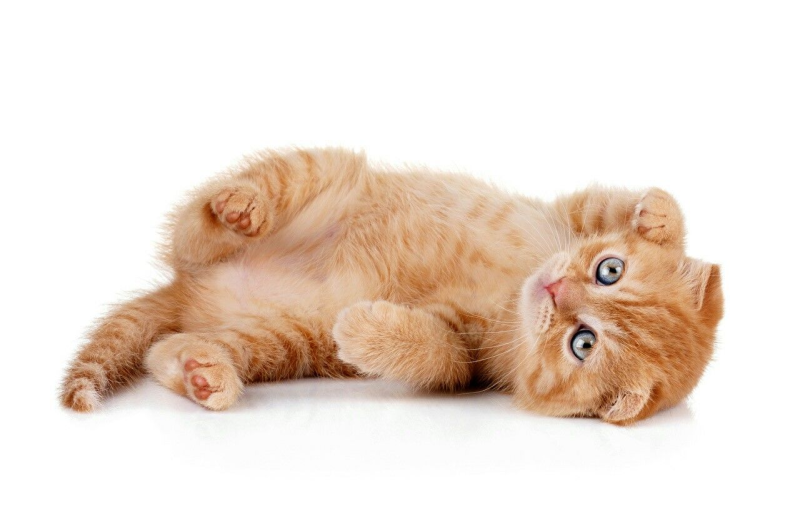 Котенок на белом фоне