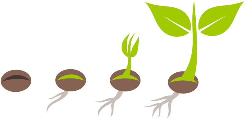 Семя Росток растение для детей