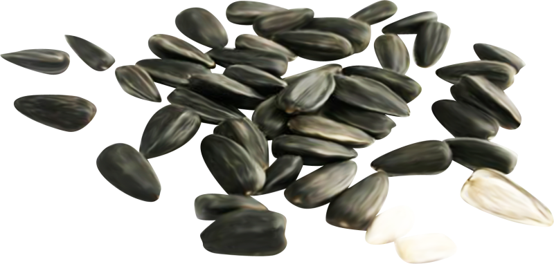 Семена подсолнуха на прозрачном фоне