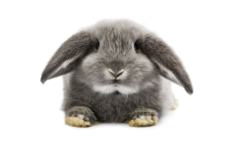 Декоративный кролик на белом фоне