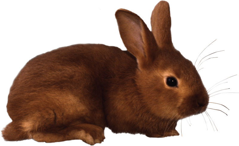 Животные без фона