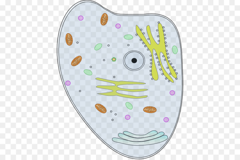 Клетки организма на прозрачном фоне