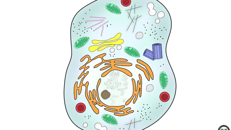Клетка животных