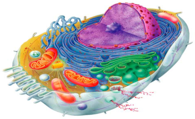 Живая клетка человека