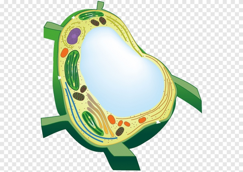 Вакуоль в клетке растений
