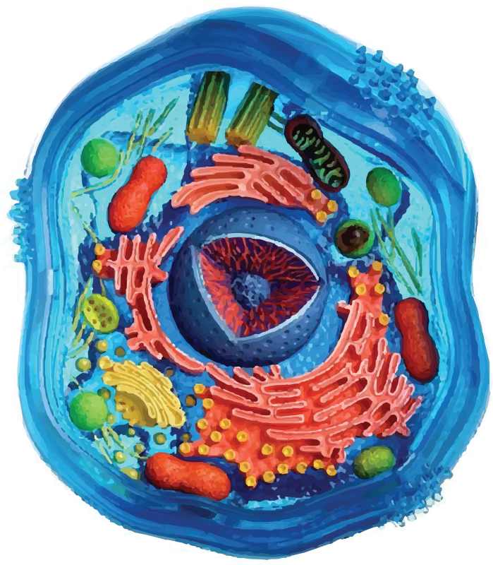 Животная клетка