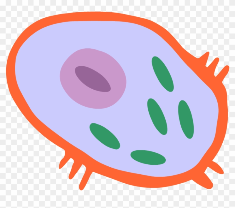 Клетка биология