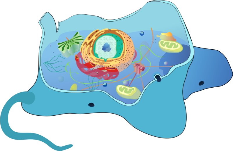 Строение животной клетки