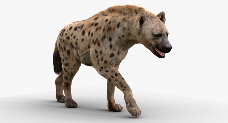 Пятнистая гиена на белом фоне